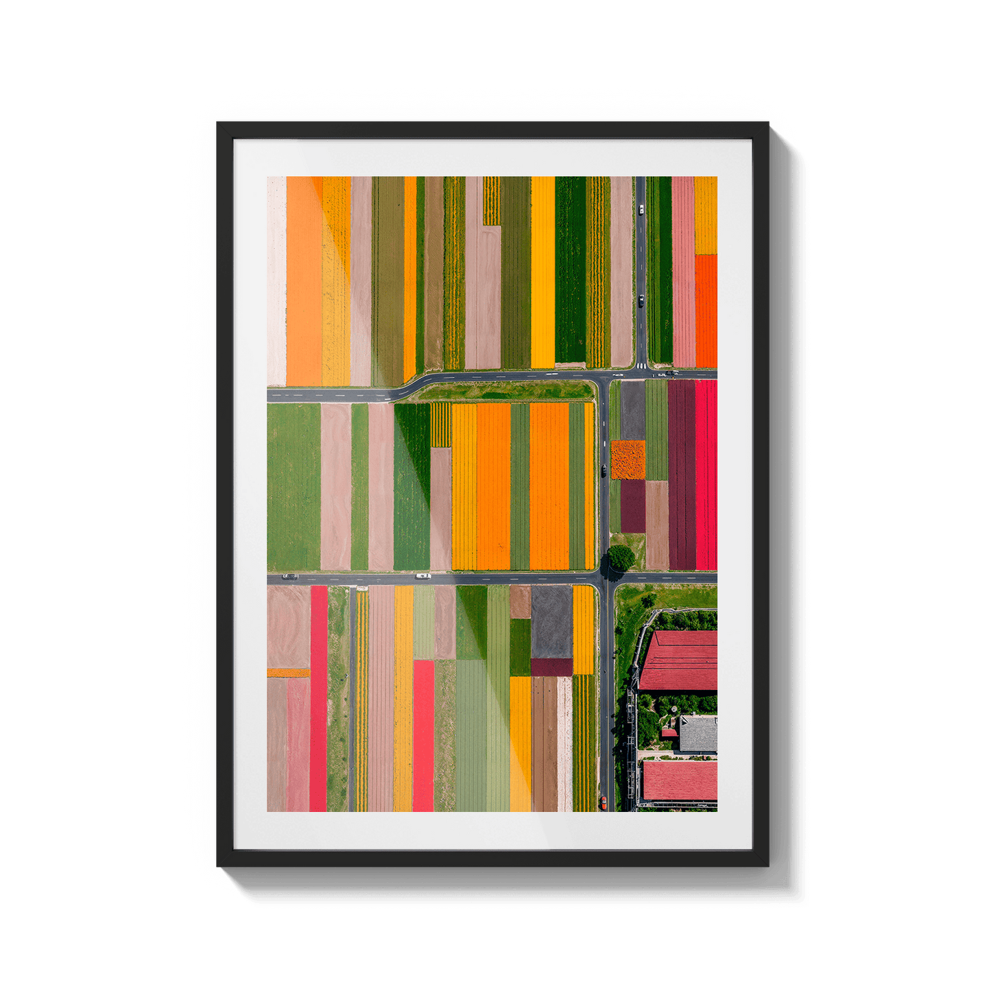  Altitud de tulipanes 2