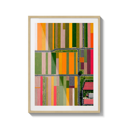  Altitud de tulipanes 2