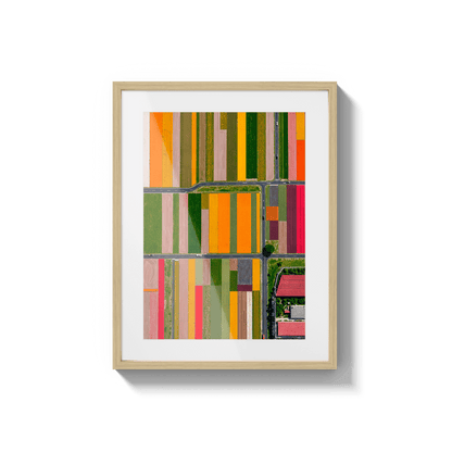  Altitud de tulipanes 2