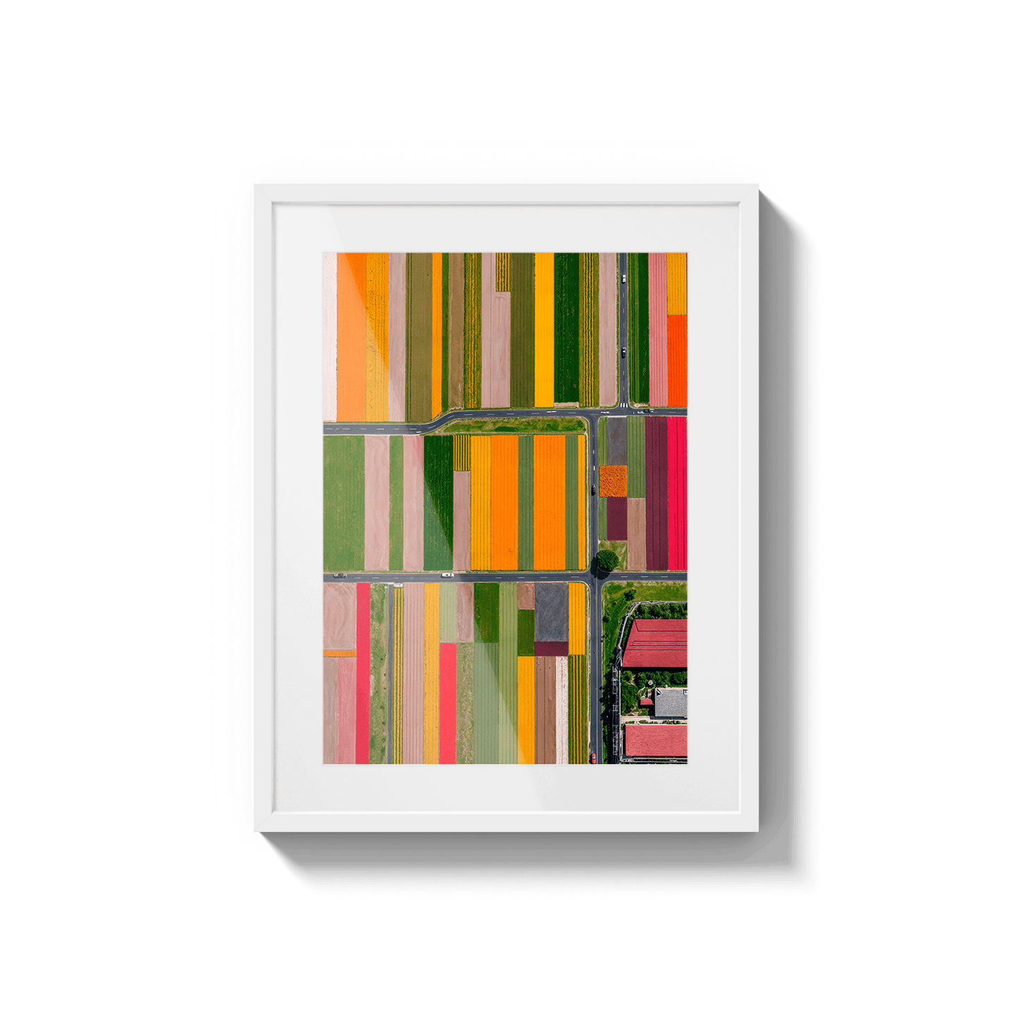  Altitud de tulipanes 2