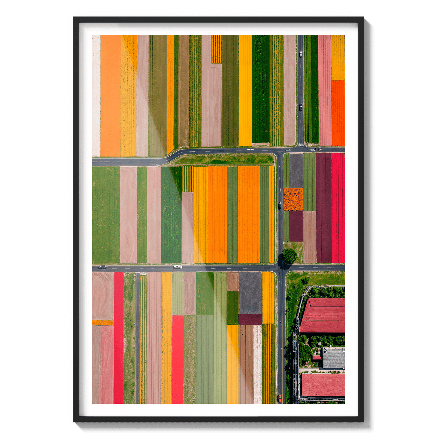  Altitud de tulipanes 2