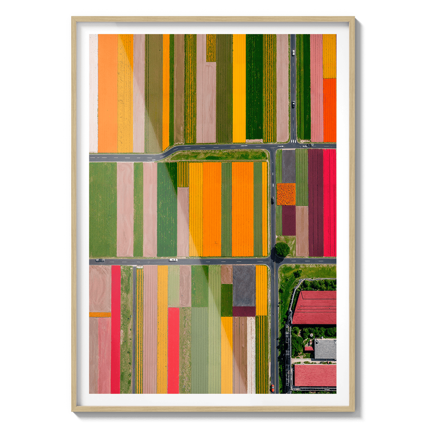  Altitud de tulipanes 2