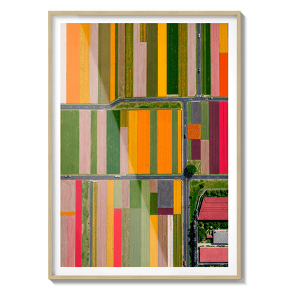  Altitud de tulipanes 2