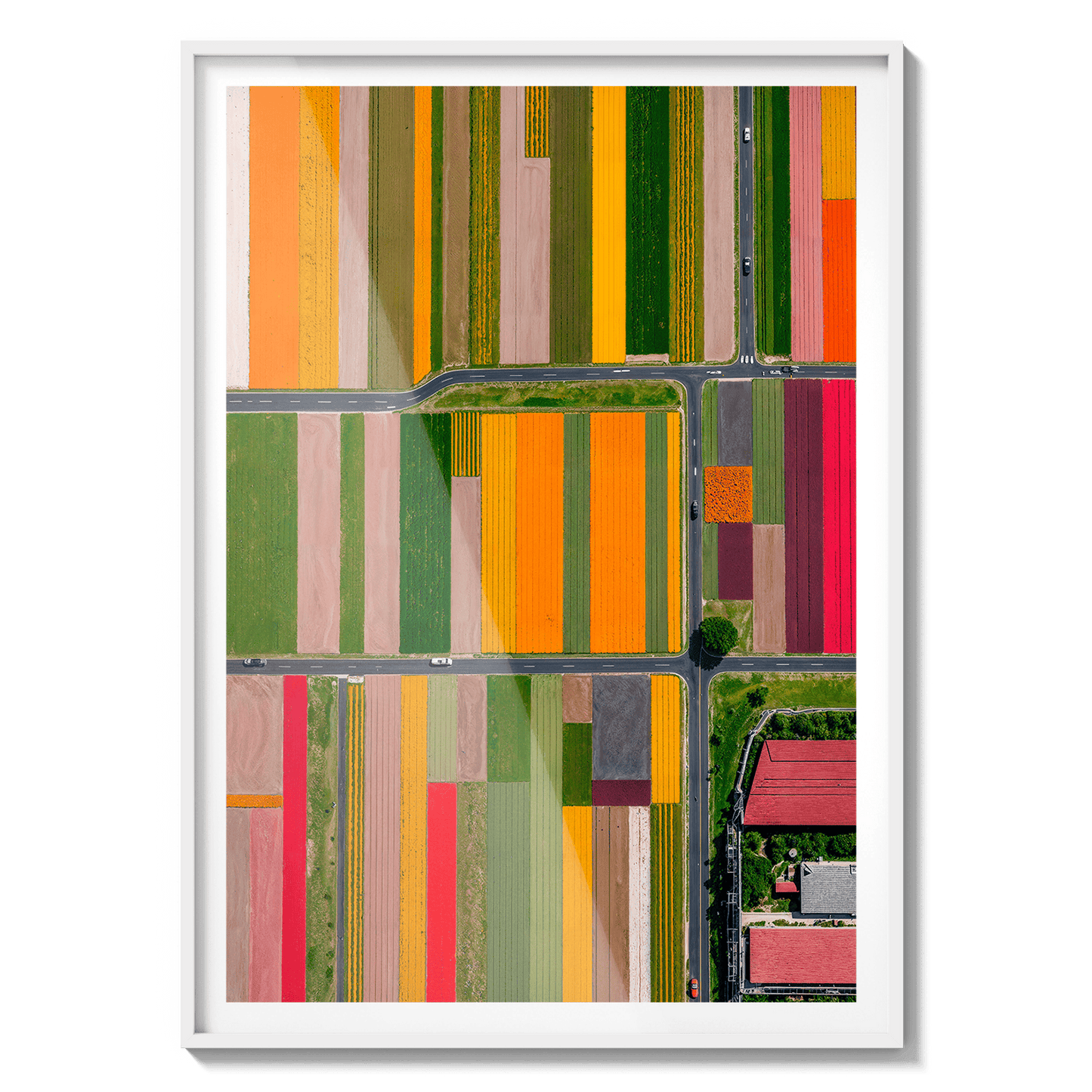  Altitud de tulipanes 2