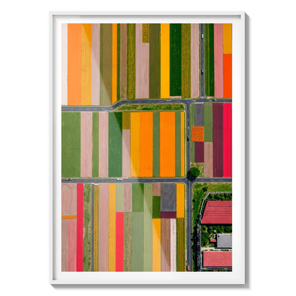  Altitud de tulipanes 2