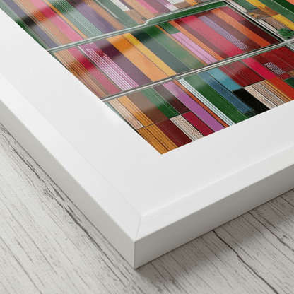  Altitud de tulipanes